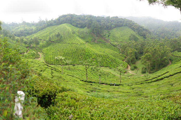 Munnar Tea Fields