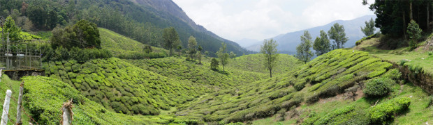 Munnar Tea Fields2