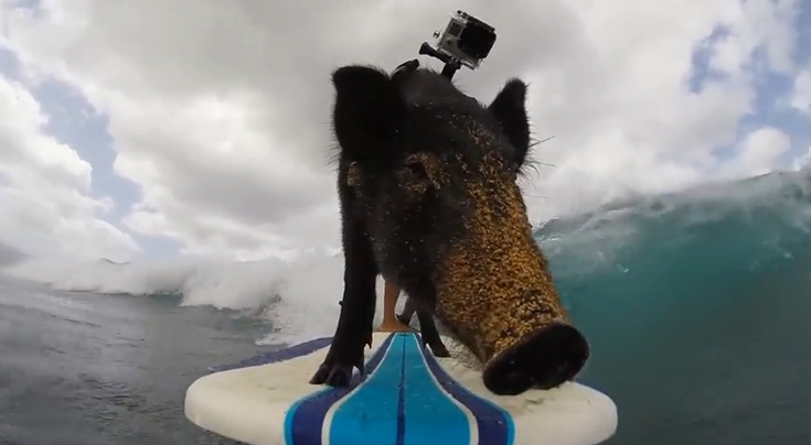 GoPro: Свинья на волнах!