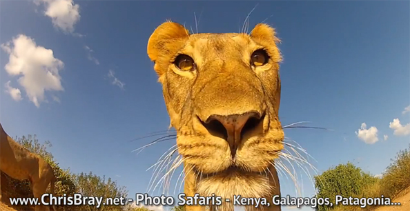 GoPro kaamera lõvi lõugade vahel - vaata videot