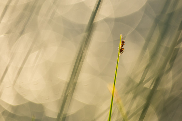 Sipelga sillerdav hommik