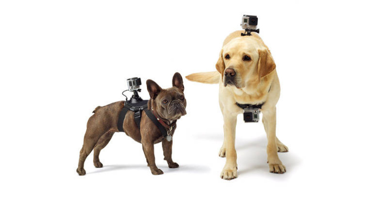 GoPro paneb koerad rakkesse – Fetch kinnitab seikluskaamera seljale või kõhu alla