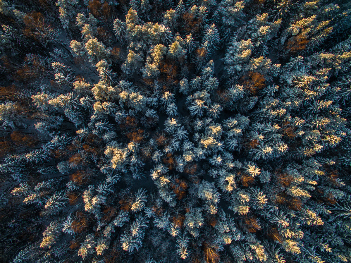 Loojangu värvidesse sulanud talvine mets