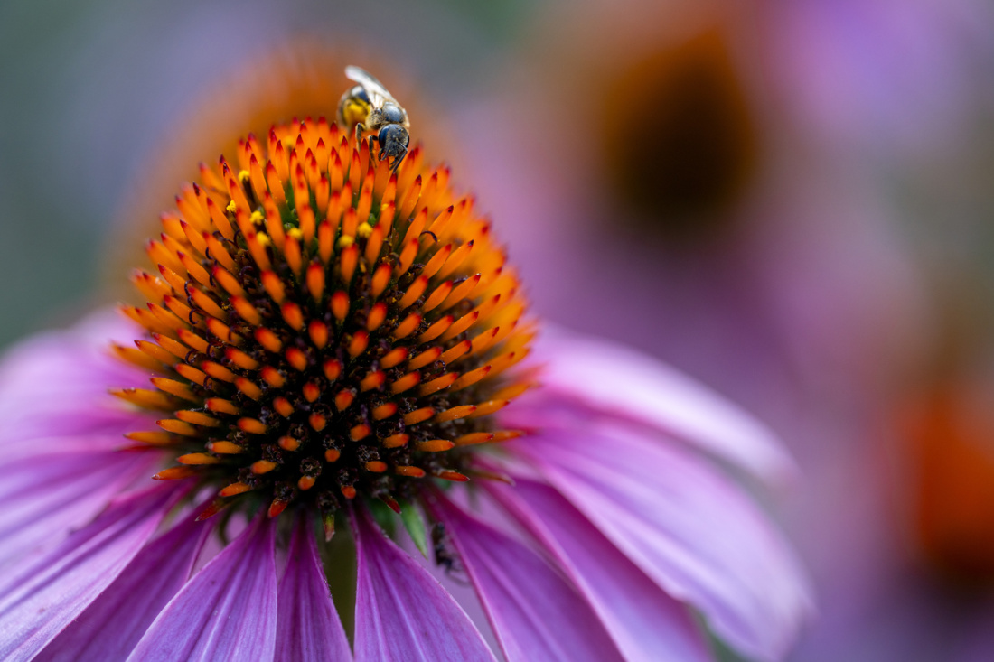 TAMRON 90mm F/2.8 Di III MACRO VXD